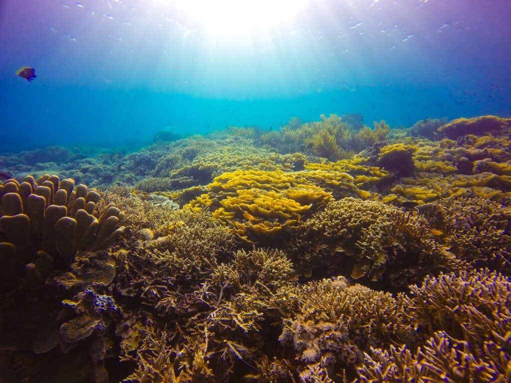 Scuba diving in Andaman